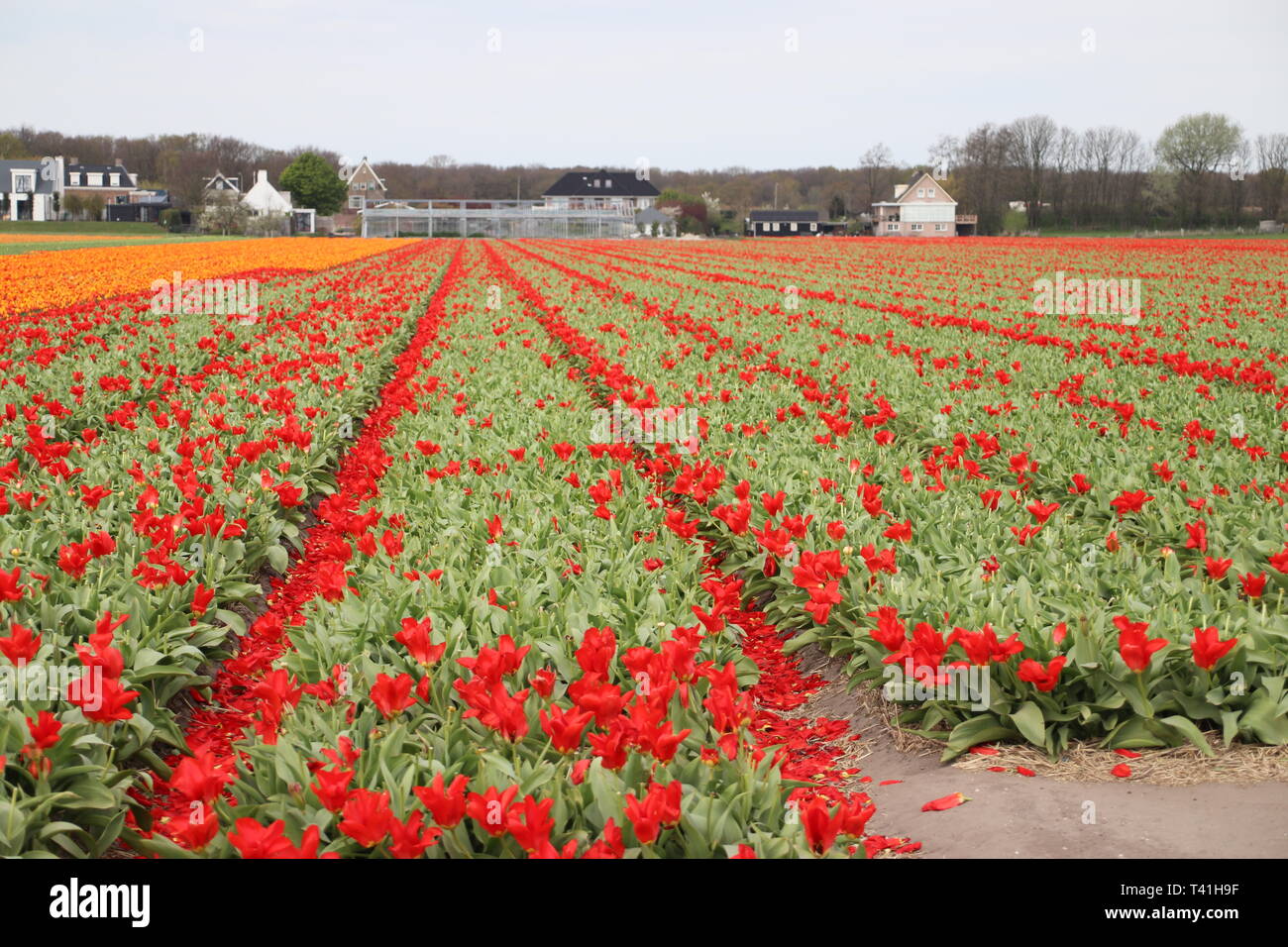 red tulips in rows on flower bulb field in Noordwijkerhout in the Netherlands. Stock Photo