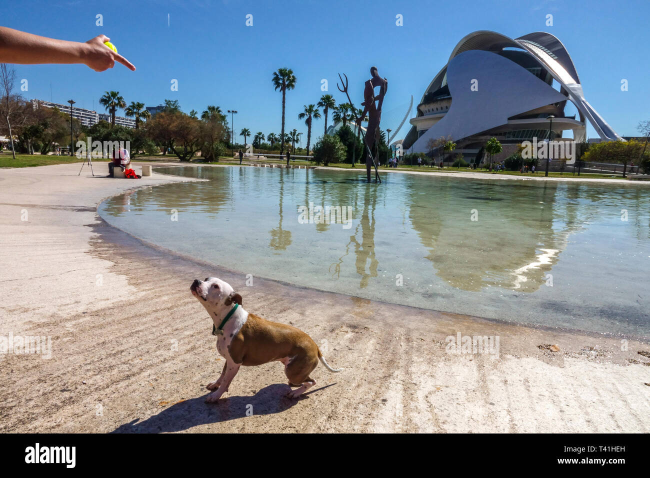 Valencia City Arts of Science, dog Spain dog listening to the owner Stock Photo