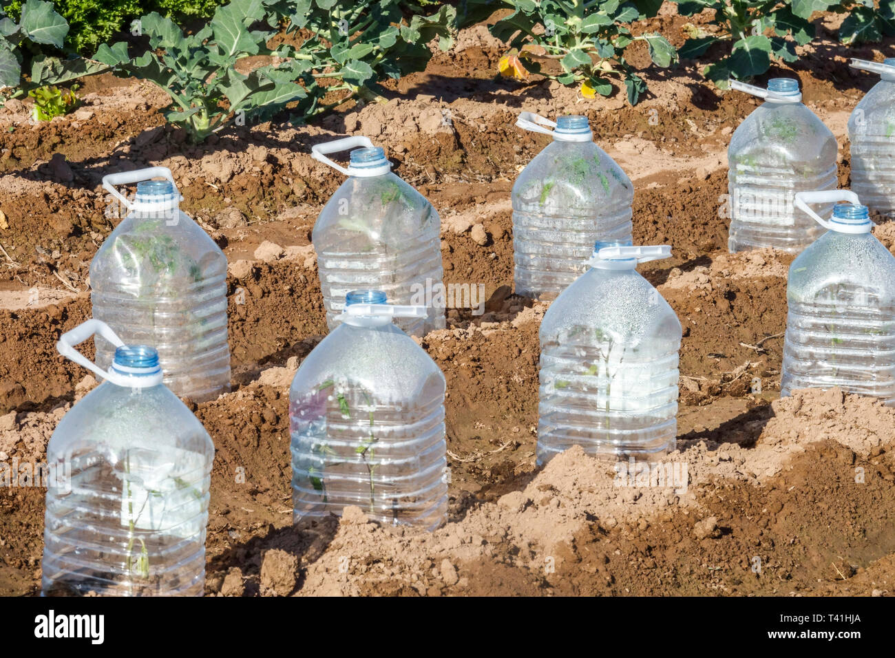 Plastic bottles used to protect growing crops at an allotment garden, Valencia Spain Stock Photo