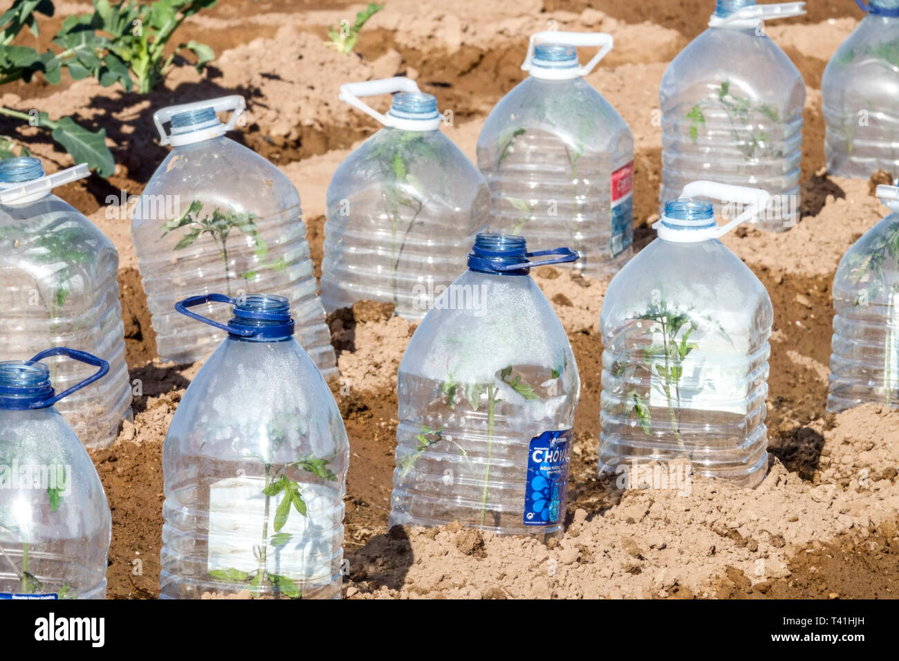 Plastic bottles protecting young plants from morning cold, allotment garden Spain growing vegetables Stock Photo