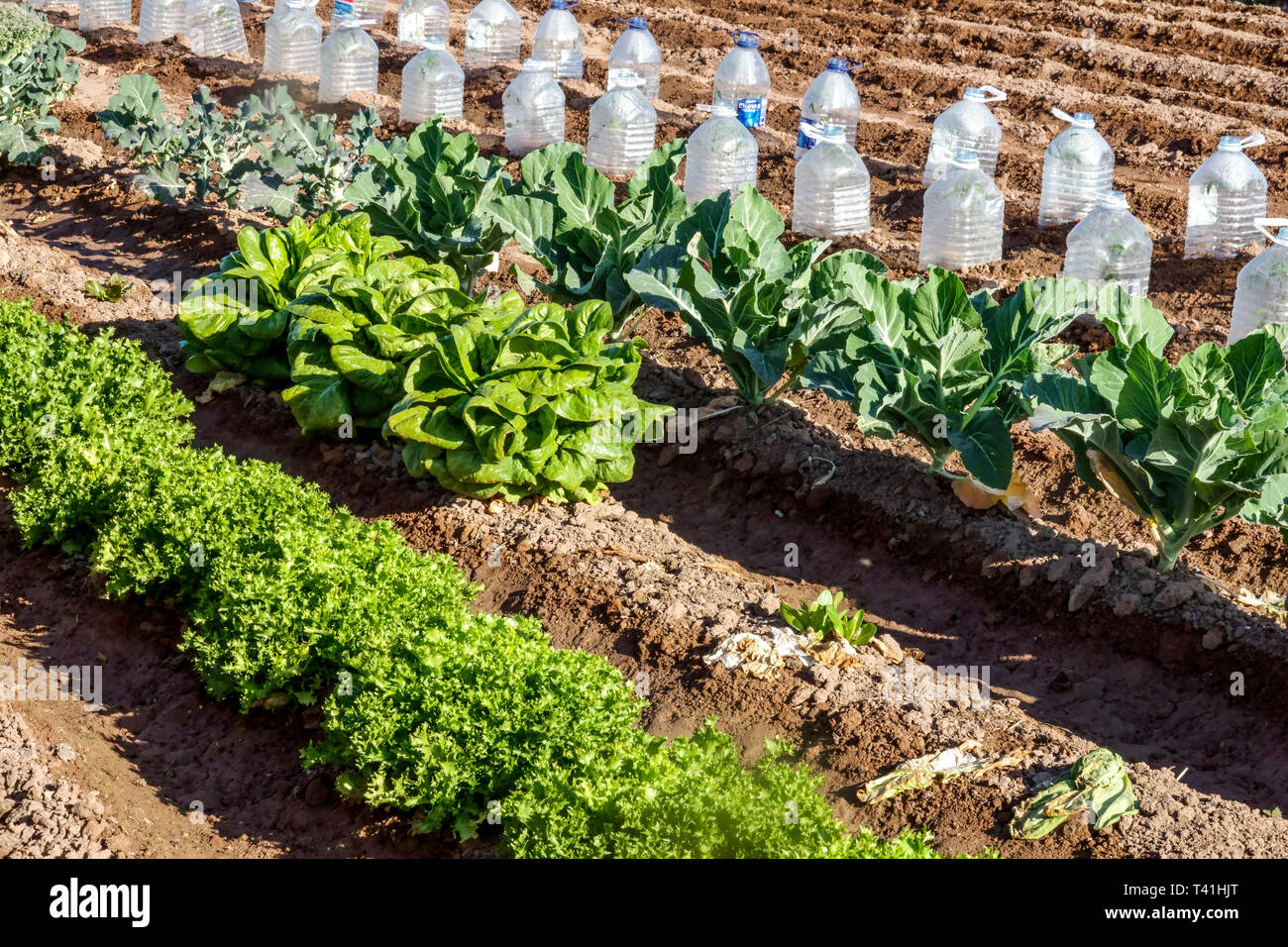 Plastic bottles protecting young plants from morning cold Stock Photo