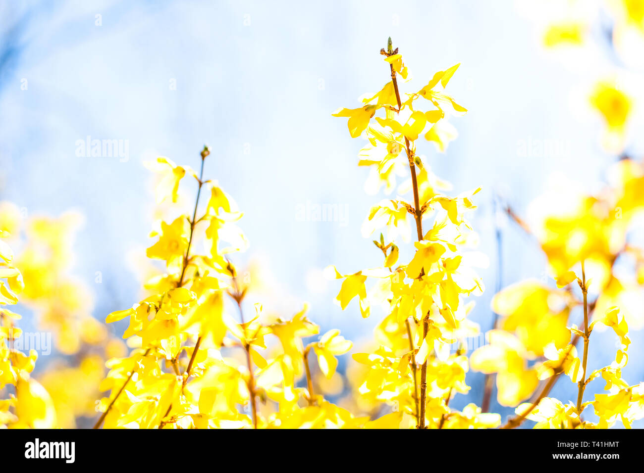 Nature In Spring Wedding Invitation And Floral Composition Concept Beautiful Yellow Flowers And Blue Sky As Background Stock Photo Alamy