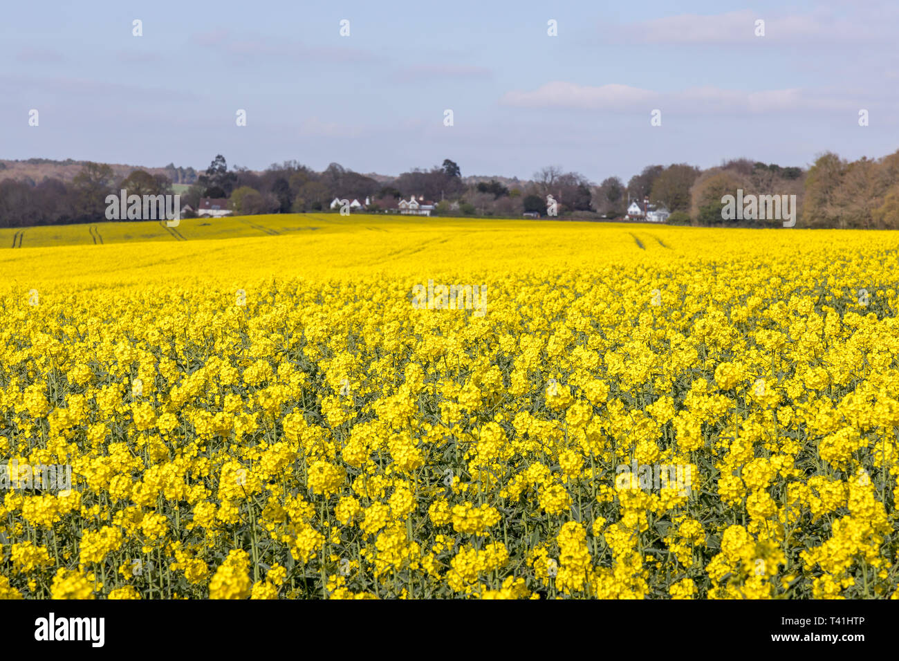 Birch grove sussex hires stock photography and images Alamy