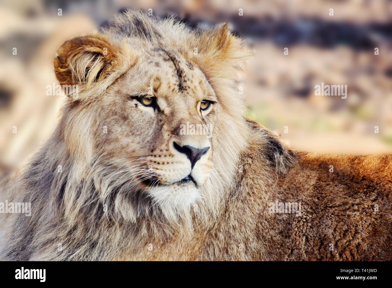 Katanga Lion Panthera Leo Bleyenberghi Resting Stock Photo