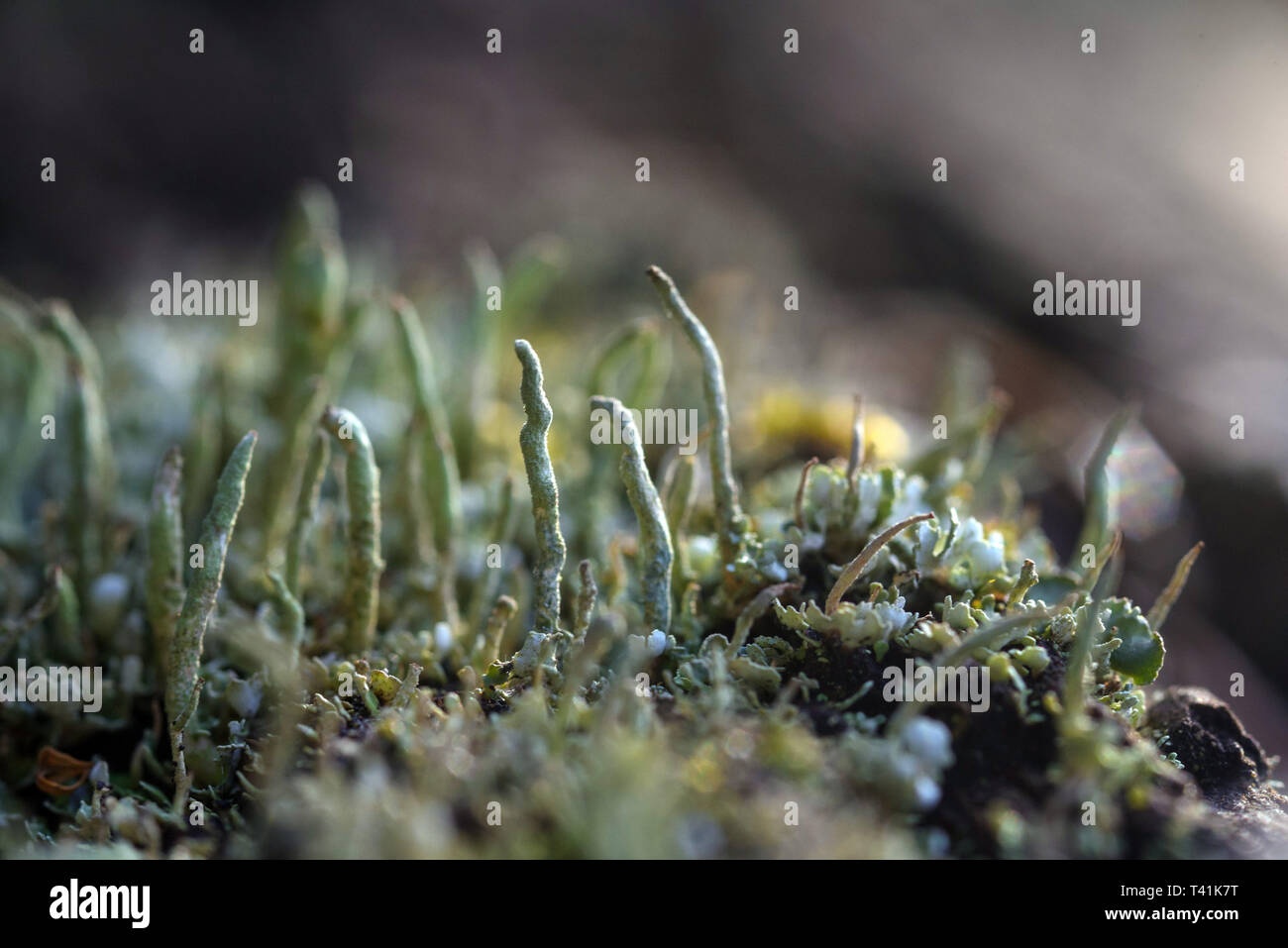 Macro photography. The old blackboard overgrown with moss and lichen. Stock Photo