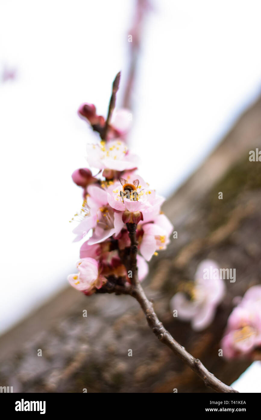 Fruit of the peach and bee on the flower Stock Photo