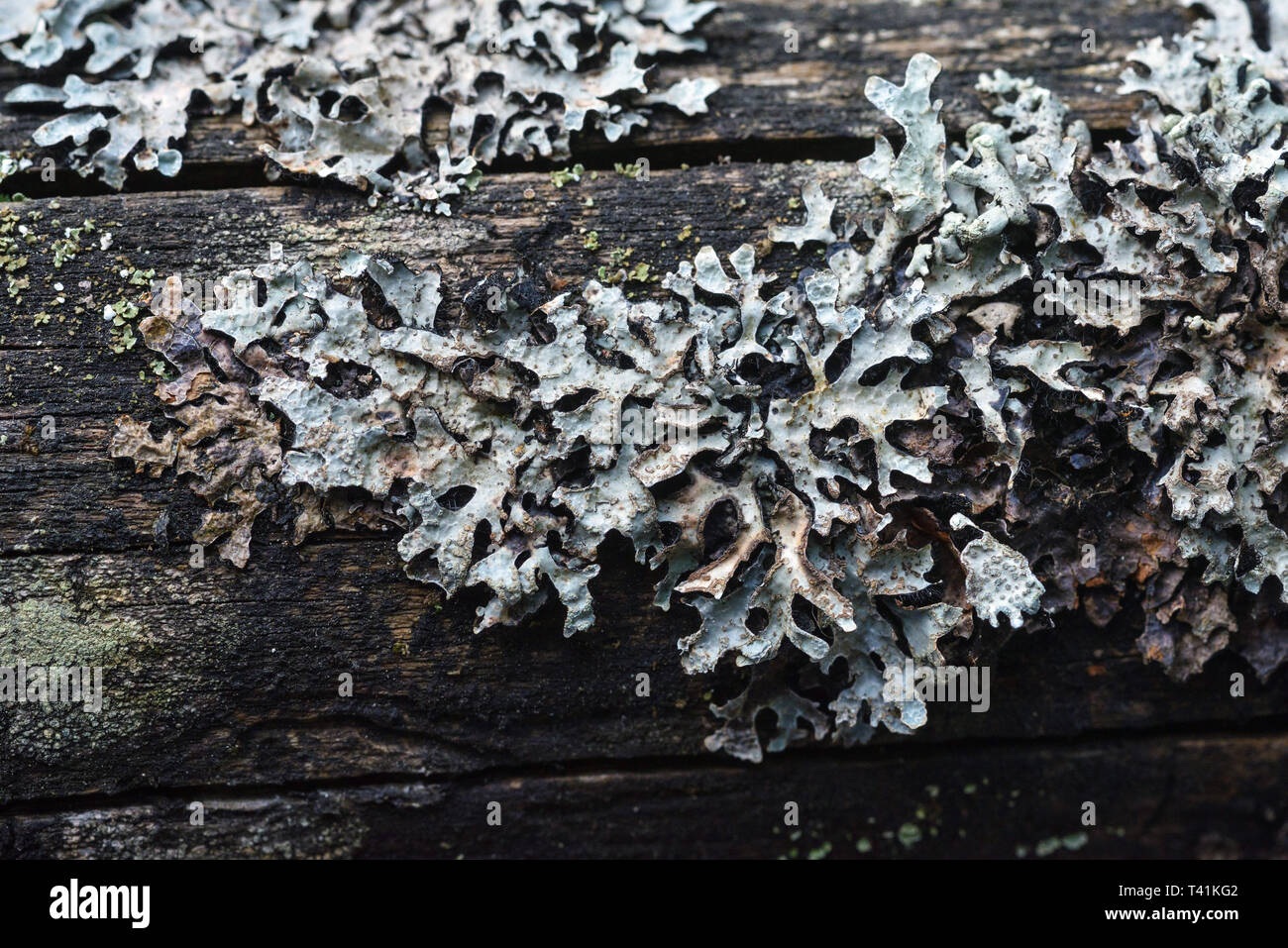 Macro photography. The old blackboard overgrown with moss and lichen. Stock Photo