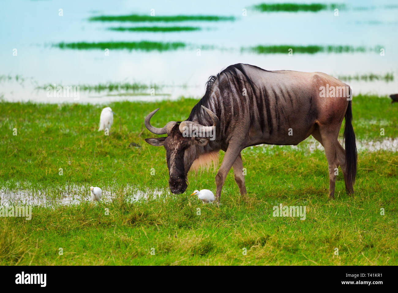 An adult blue wildebeest drinking alone at waterhole, Kenya, South Africa Stock Photo