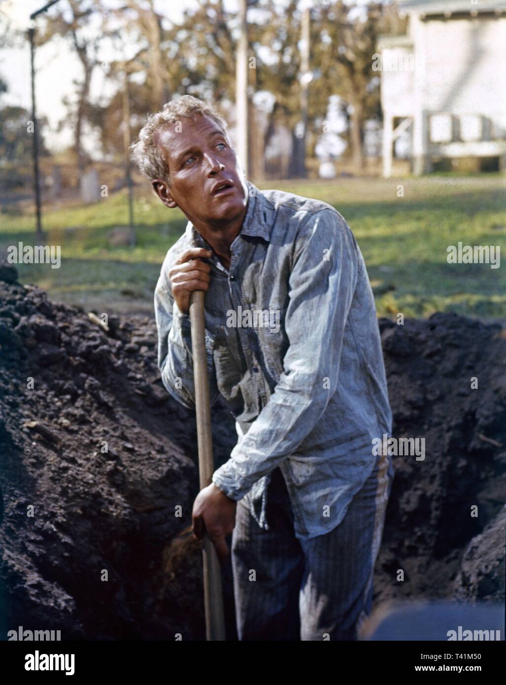 Paul Newman as COOL HAND LUKE 1967 director Stuart Rosenberg  Jalem Productions / Warner Brothers - Seven Arts Stock Photo
