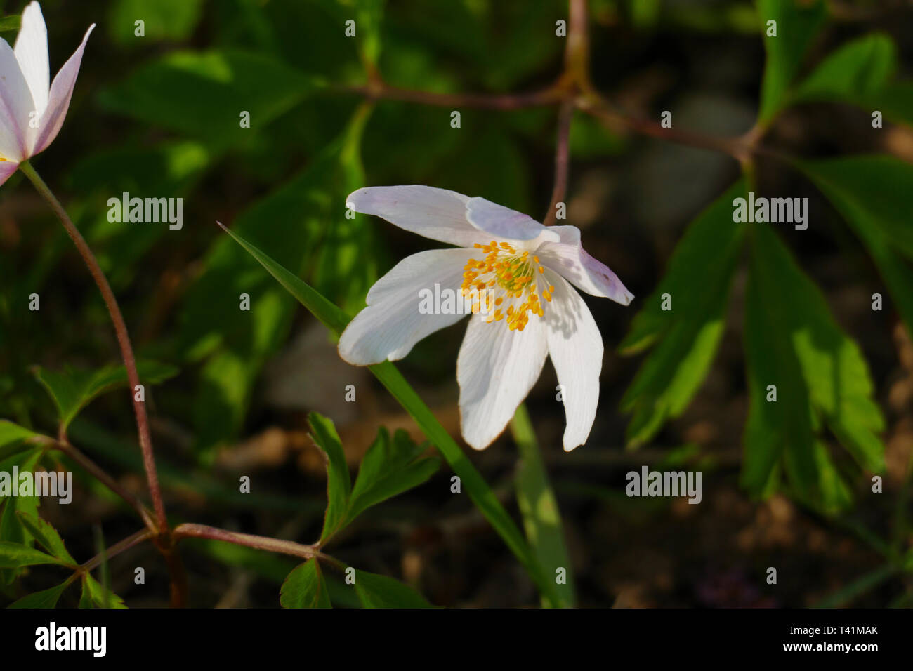 Anemone Pflanze, mit weißen Blüten an feuchtem  Waldboden Stock Photo