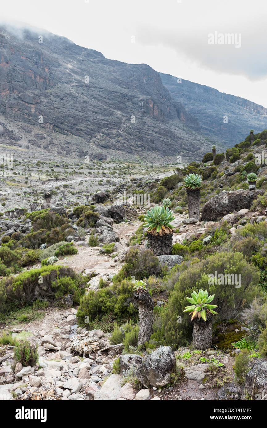 Giant Groundsel (Dendrosenecio kilimanjari) trees line a footpath leading down a valley on the Machame hiking route on Mount Kilimanjaro. Stock Photo