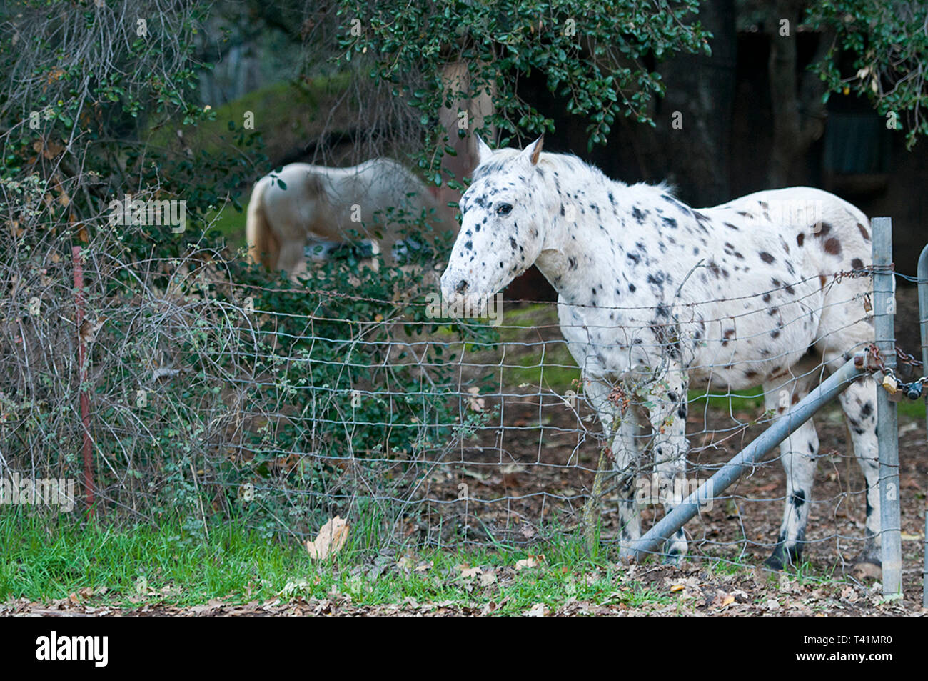 White and black spotted horse Stock Photo Alamy