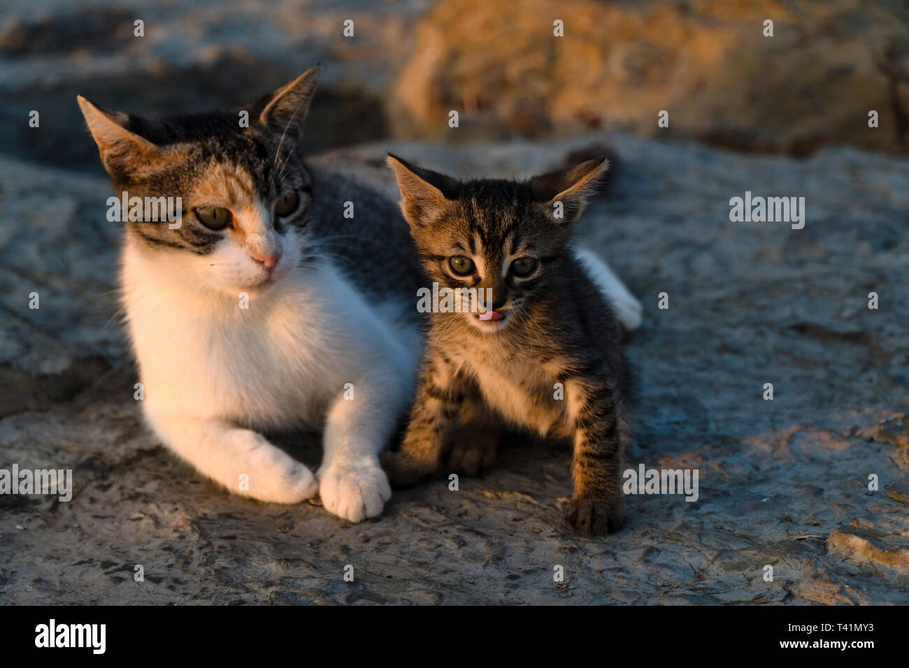 Cute Kitten with Beautiful Mom are Sitting On A Rock Stock Photo