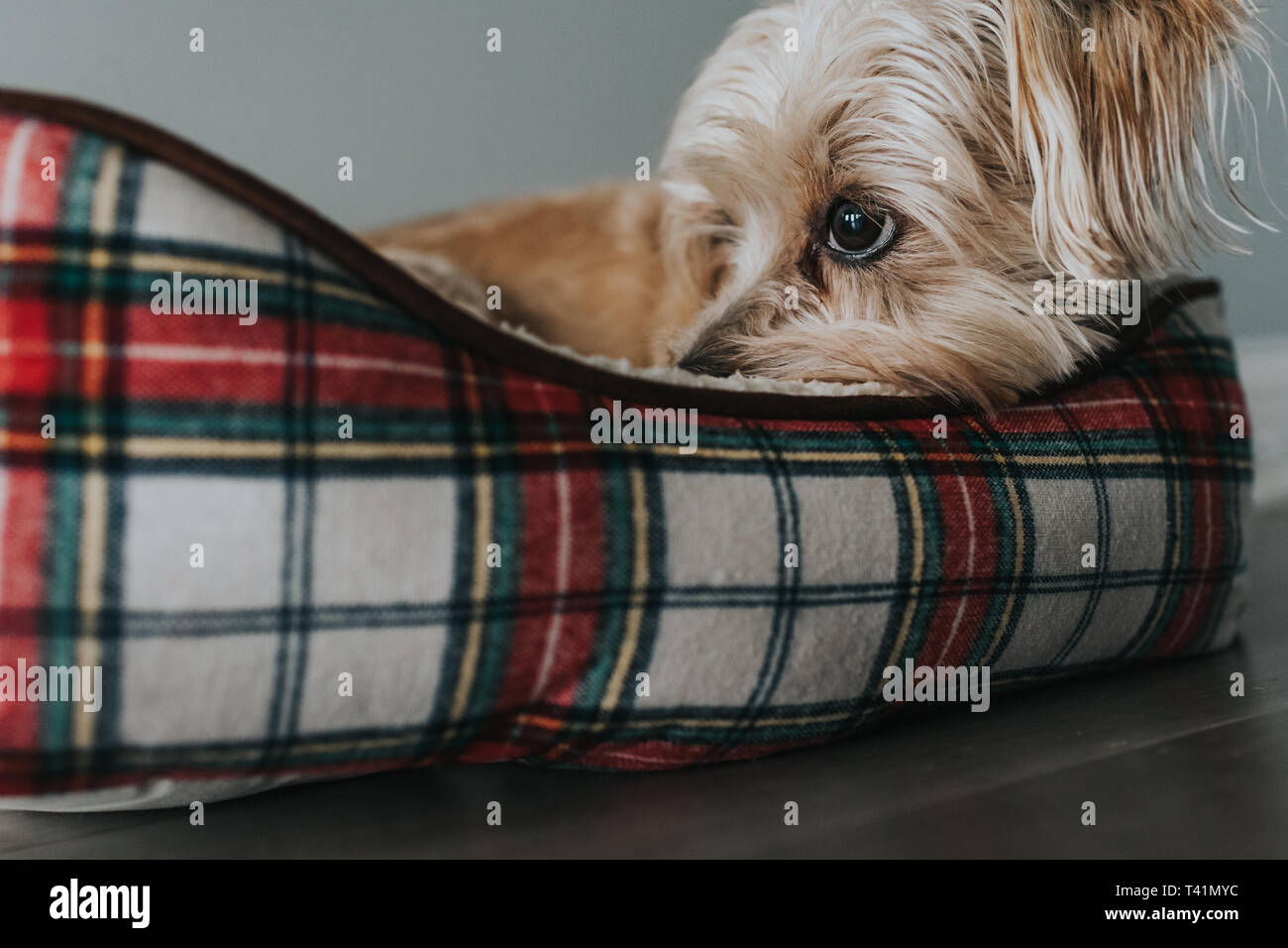 Small dog close up in bed Stock Photo