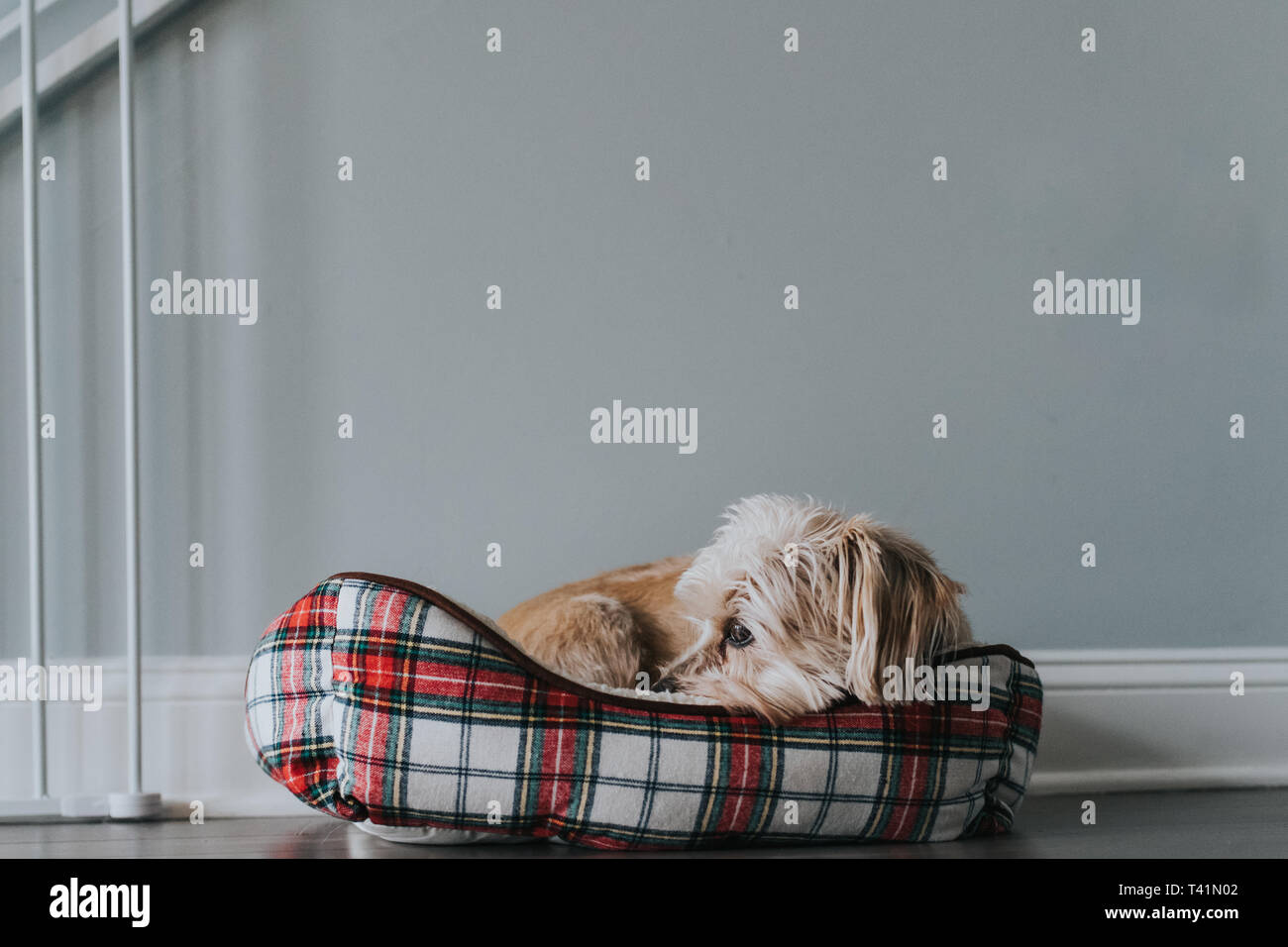 Little terrier dog in a bed Stock Photo