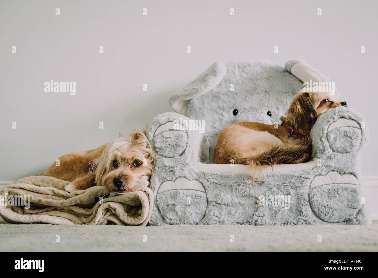 Two little dogs with small chair Stock Photo Alamy