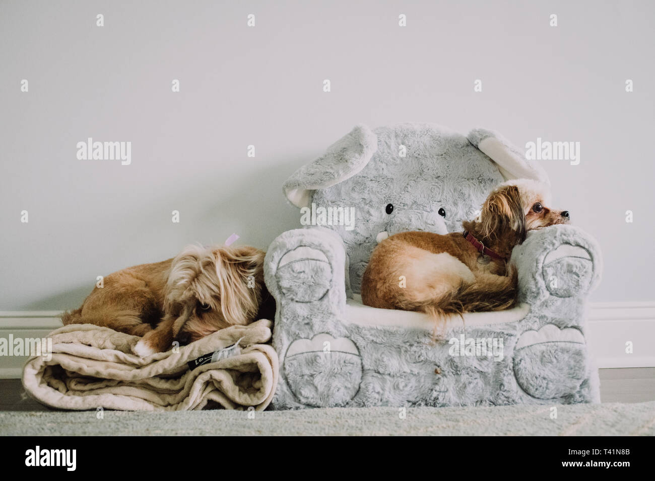 Two little dogs laying next to each other Stock Photo - Alamy