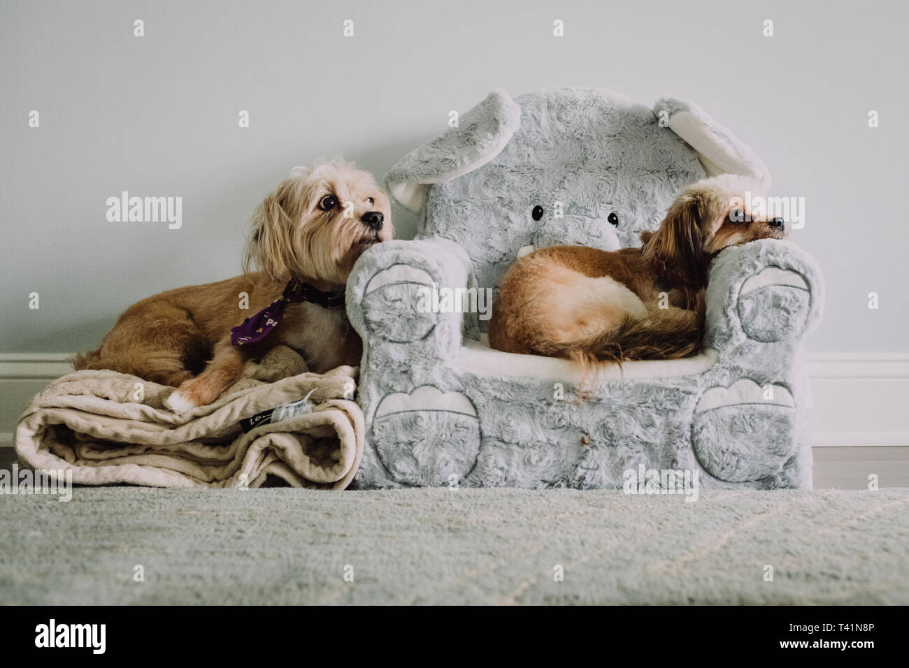 Two dogs laying together Stock Photo - Alamy