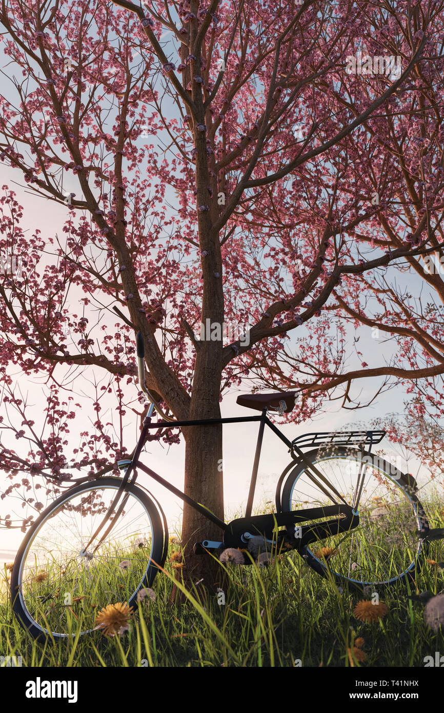 3d rendering of leaned black bicycle at japanese cherry tree in the meadow gras landscape in the evening sunlight Stock Photo