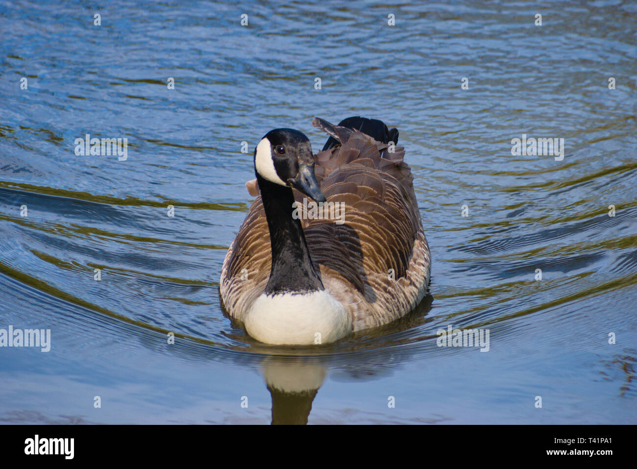 Canada goose in water Stock Photo