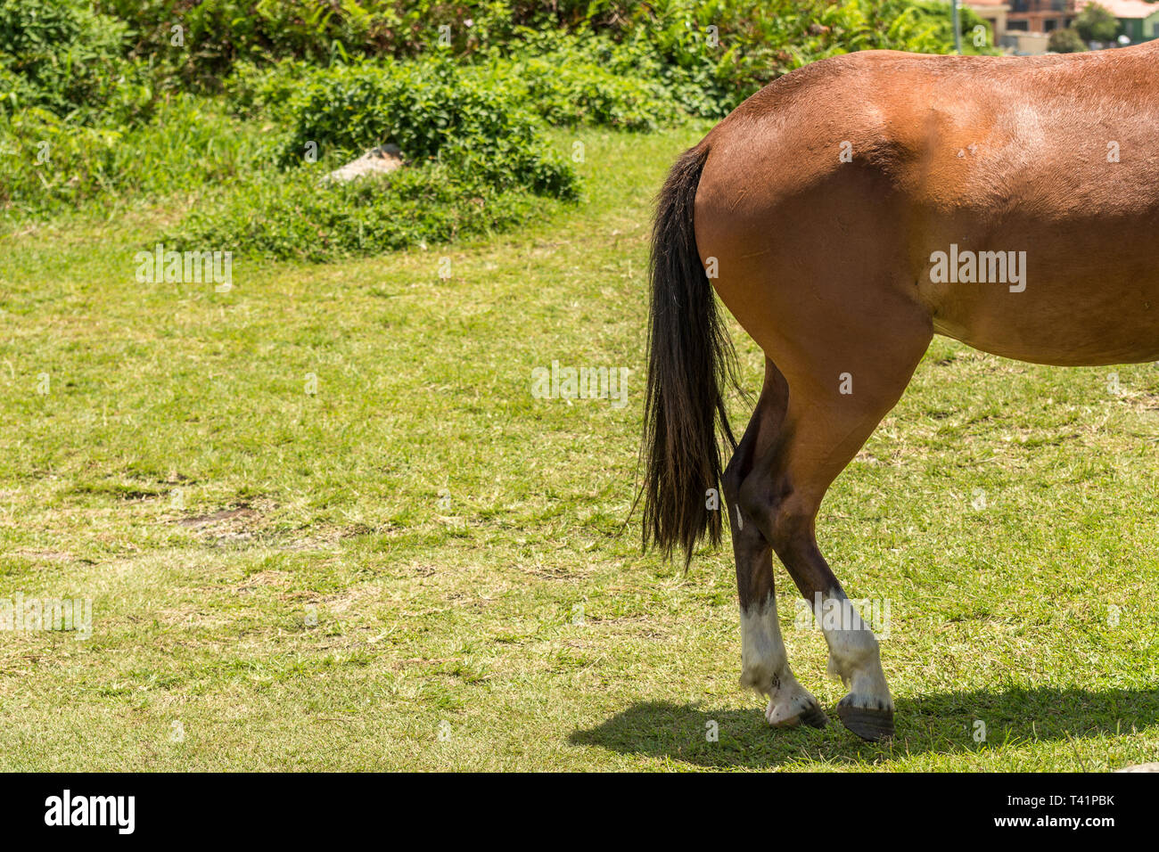 2019, January. Florianopolis, Brazil. The back of a brown horse on the grass, in Armacao Beach. Stock Photo