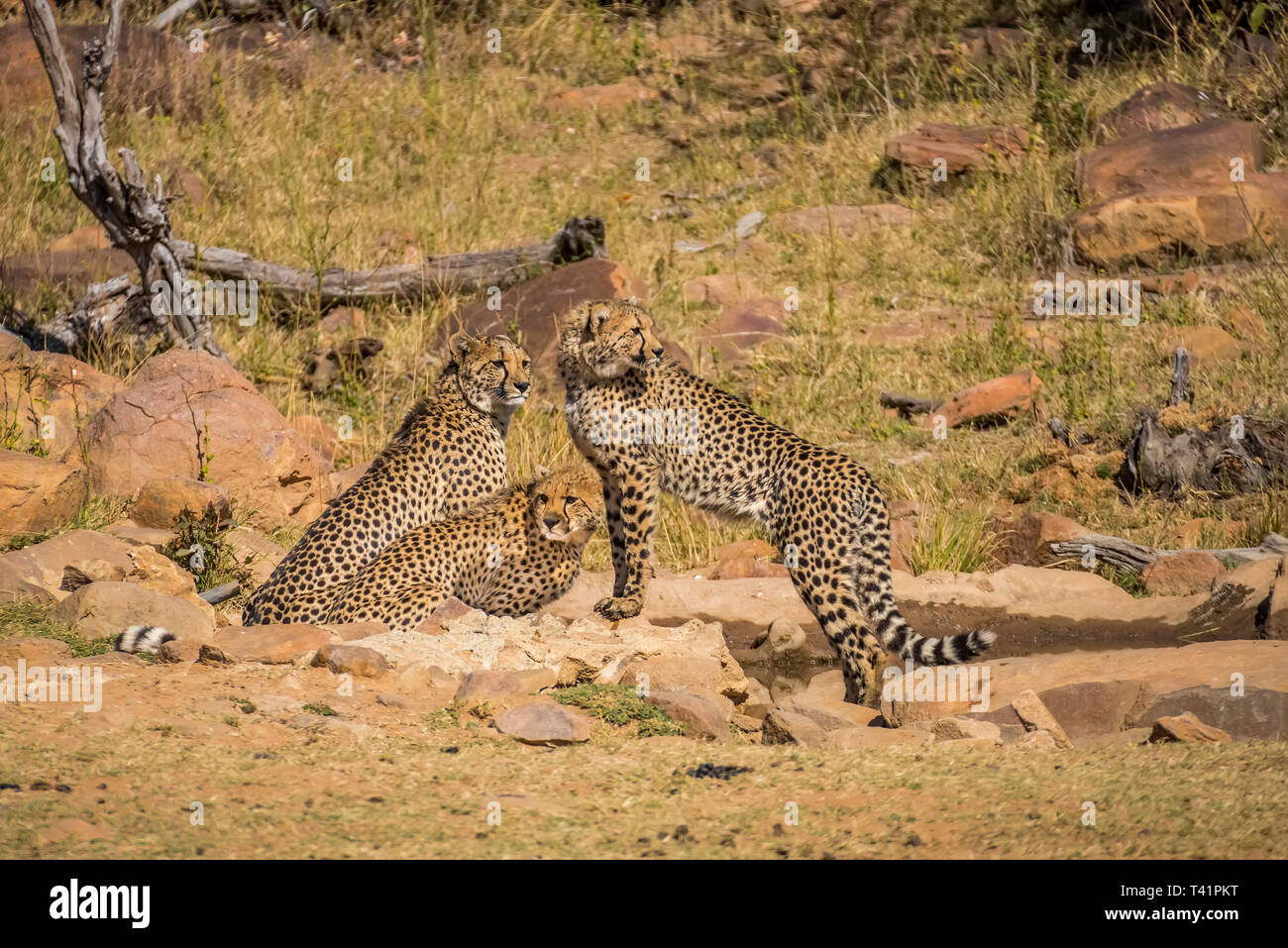 Cheetah (Acinonyx jubatus) mother with here nearly full grown cubs in the Wellgevonden Game Preserve Stock Photo