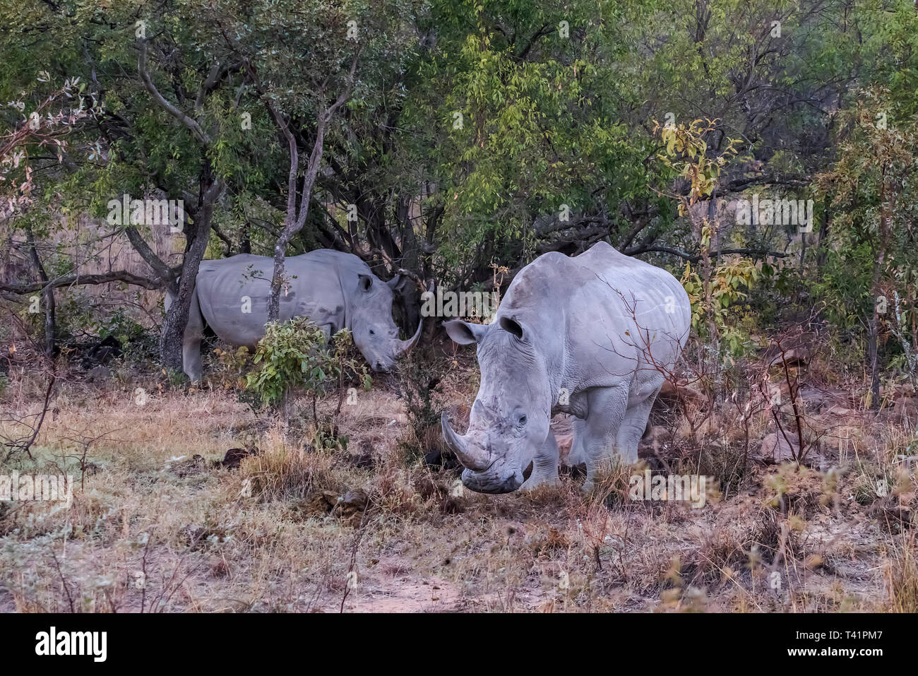 Grazing White Rhinoceros (Ceratotherium simum) Stock Photo