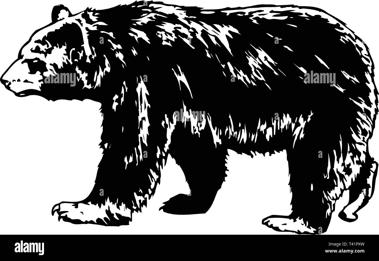 Bear Vector Illustration Stock Vector Image & Art - Alamy