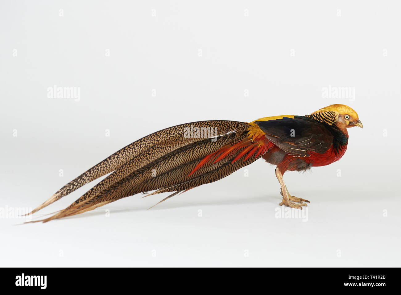 Colorful pheasant bird with long tail isolated on white studio background Stock Photo