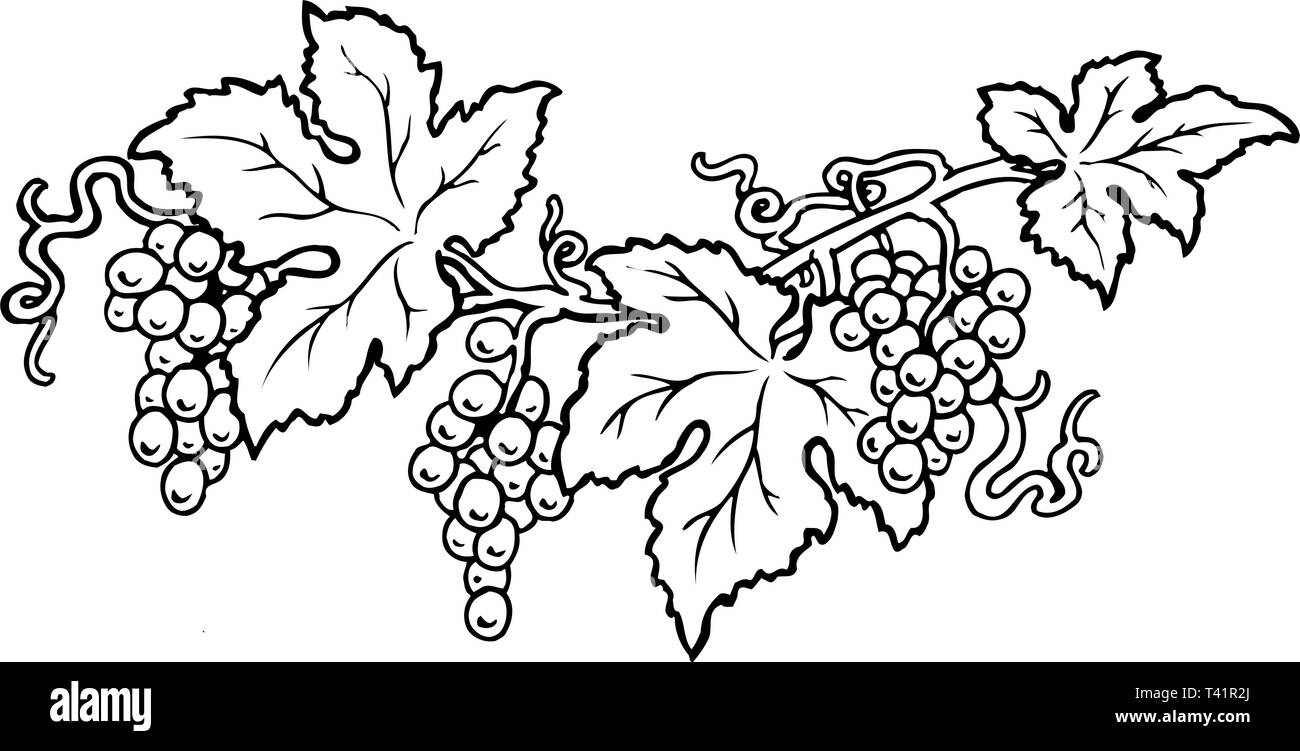 Grape Vines Vector Illustration Stock Vector Image & Art - Alamy