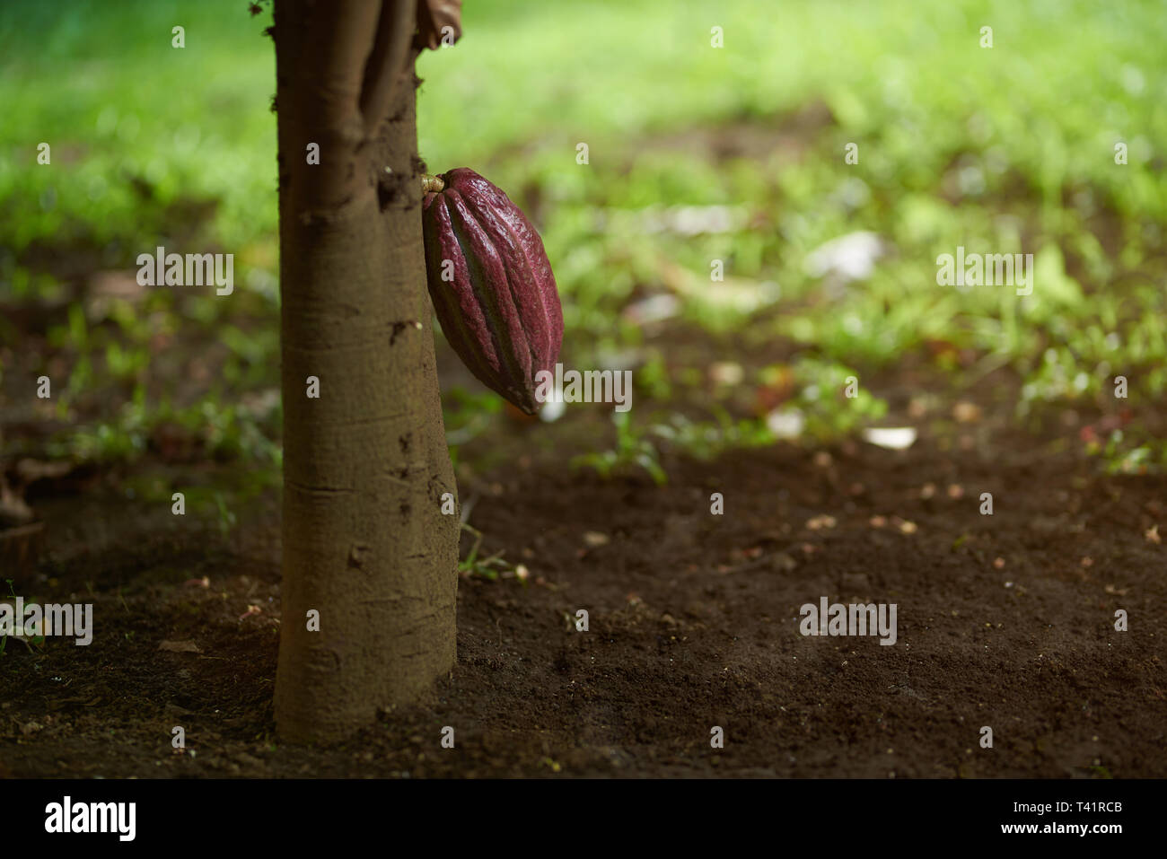 One red cacao pod on tree close up view Stock Photo