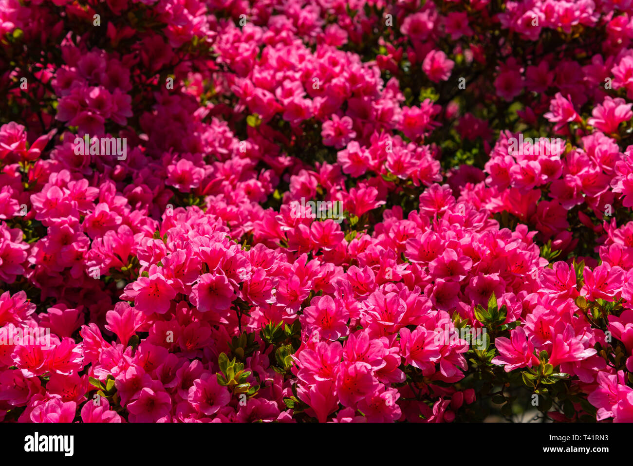 Beautiful full bloom colorful Indian Azaleas ( Rhododendron simsii ) flowers in springtime sunny day at Ashikaga Flower Park, Tochigi prefecture,Japan Stock Photo