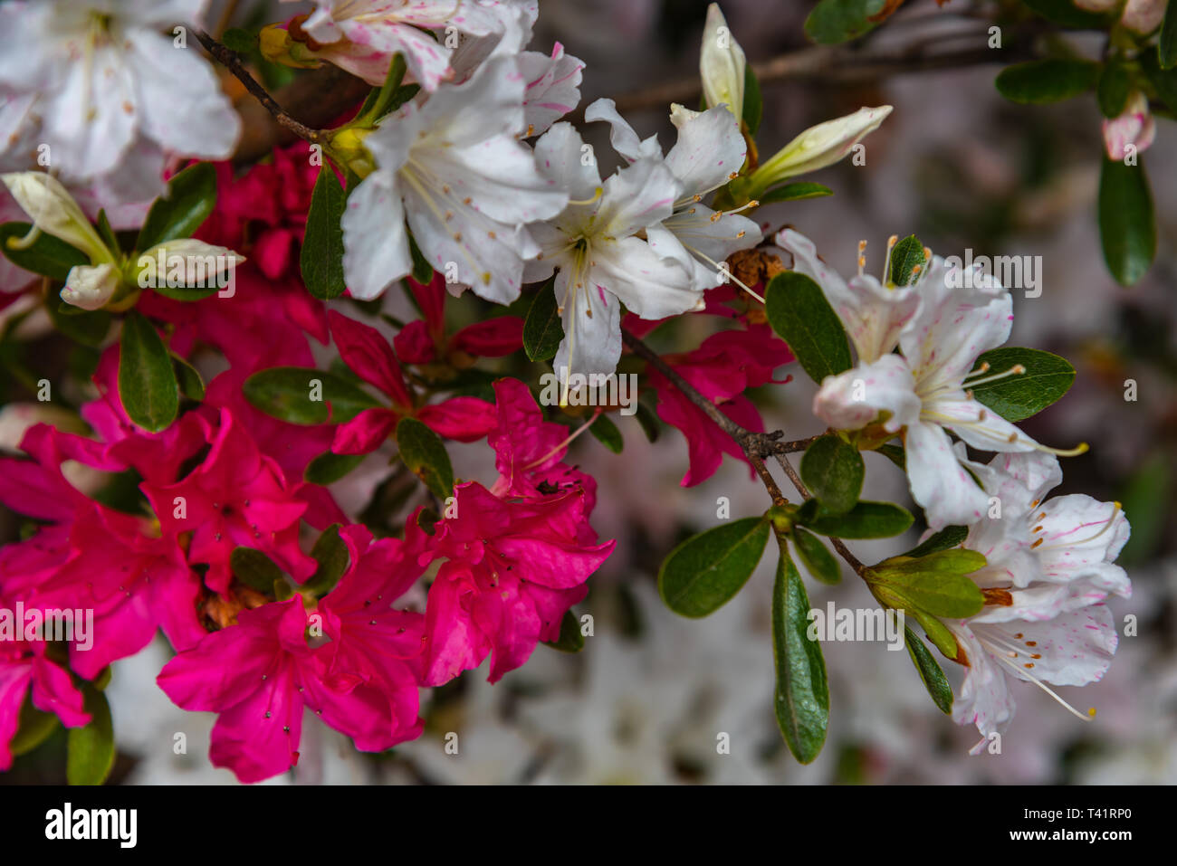Sweet Southern Days The Azaleas Are Blooming