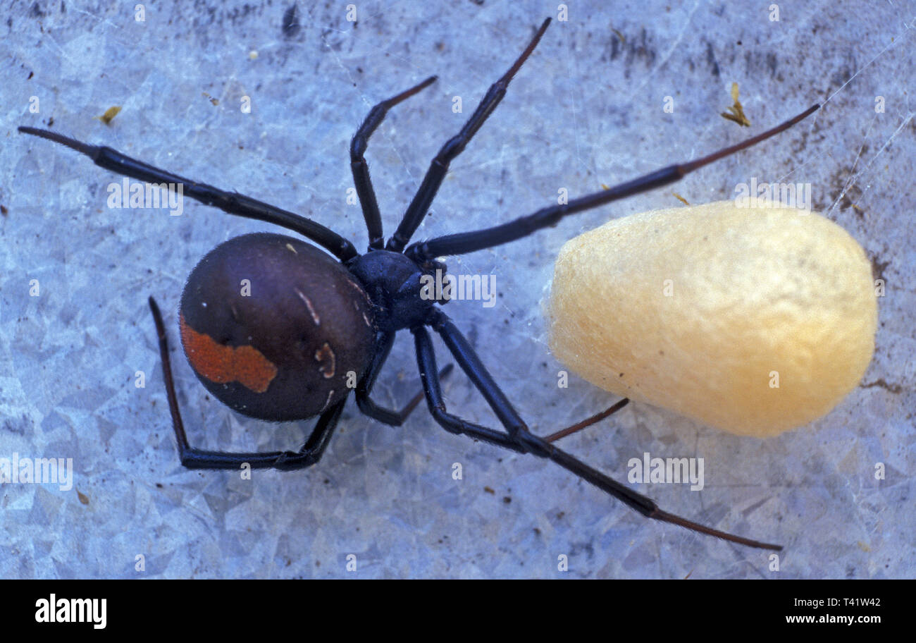 Black Widow Spiders Hi Res Stock Photography And Images Alamy
