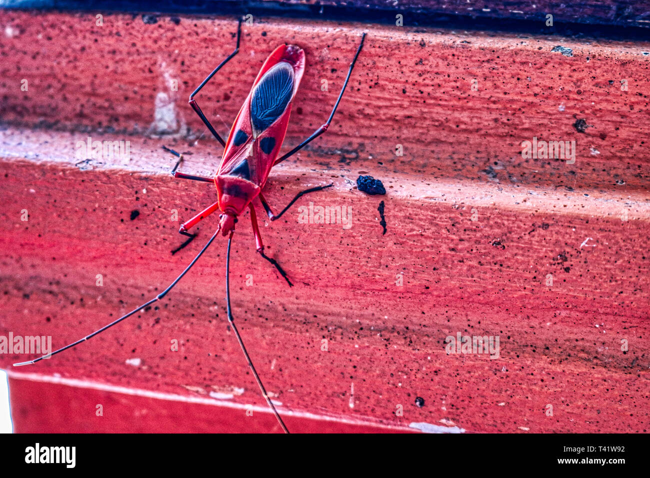 this unique photo shows the red beetle Kapok nigricornis Probergrothius. This insect is edible and is considered a delicacy in Thailand Stock Photo