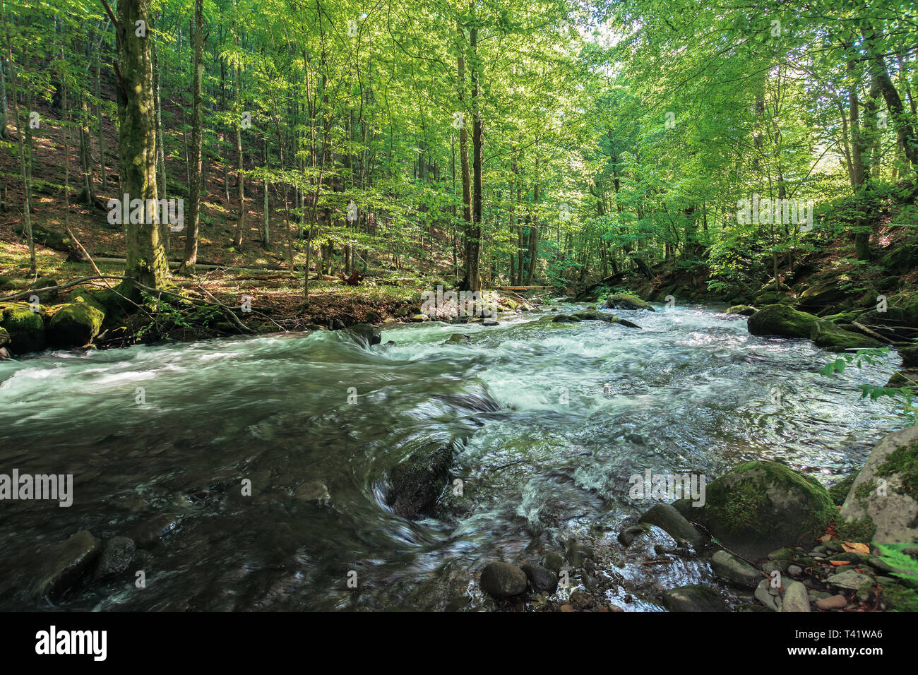 rapid river in the ancient beech forest. beautiful summer nature ...