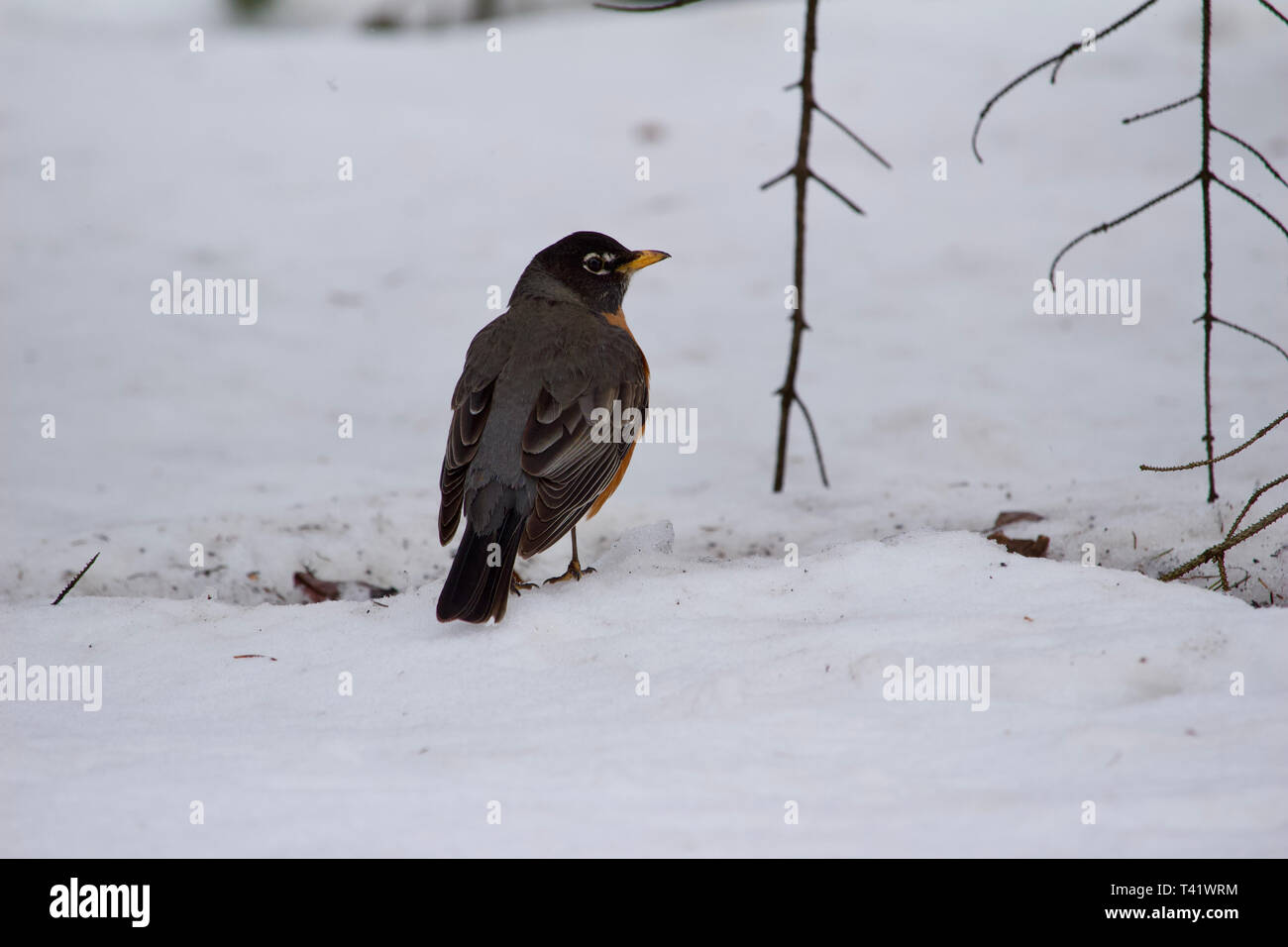 Close up view of an American robin on snow covered ground during a