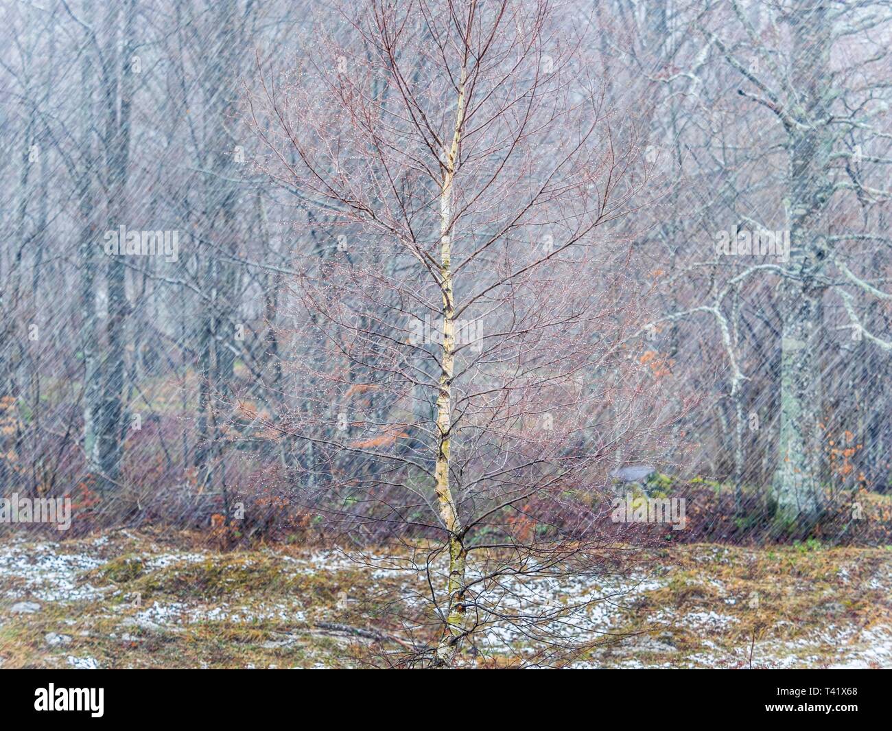 Snowing in forest Stock Photo