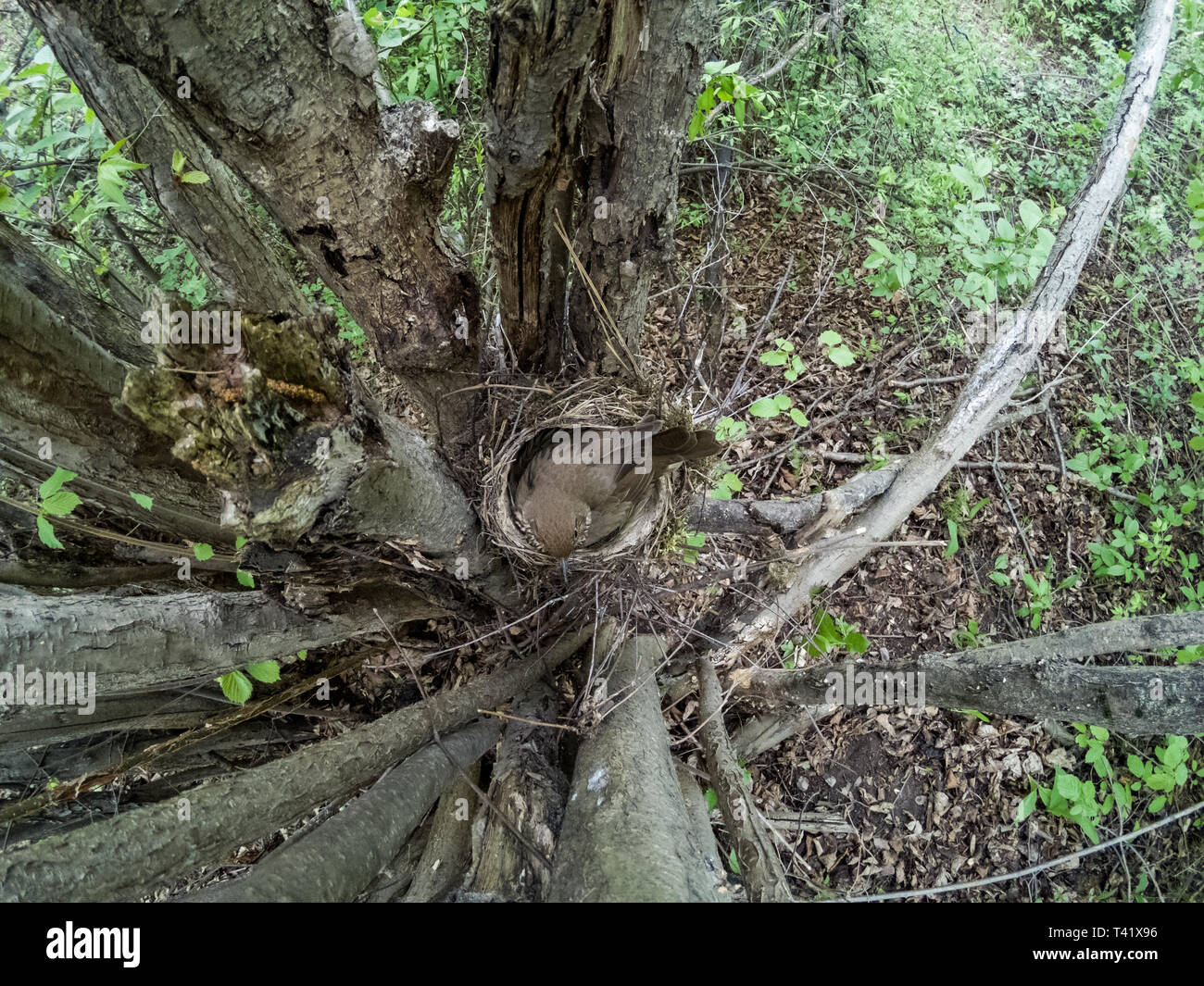 Turdus philomelos. The nest of the Song Thrush in nature. Stock Photo