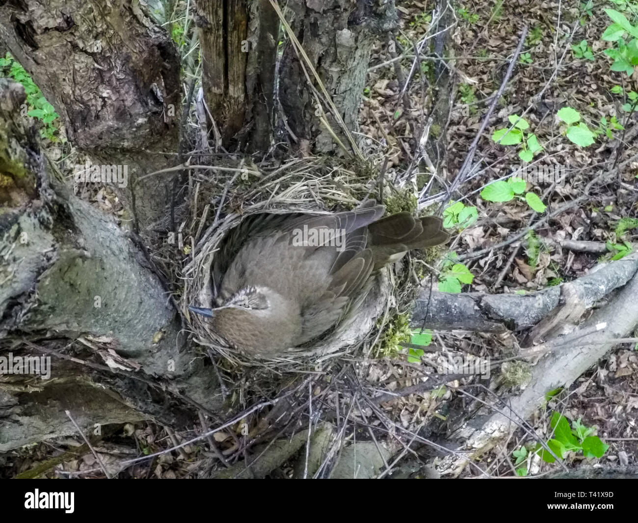 Turdus philomelos. The nest of the Song Thrush in nature. Stock Photo