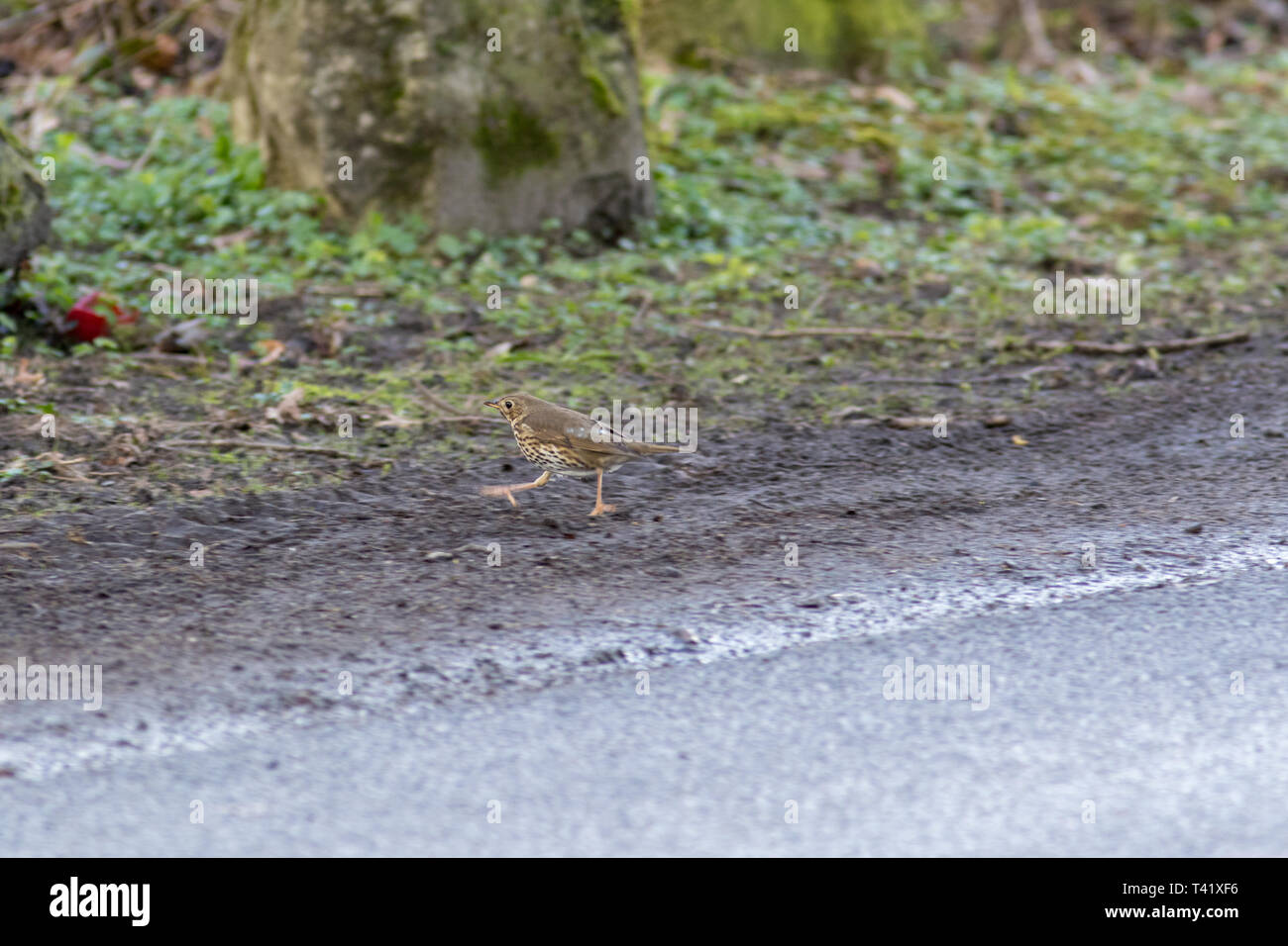 Song Thrush (Turdus philomelos). Landkreis Vechta, Visbek. Germany, Lower Saxony. Stock Photo