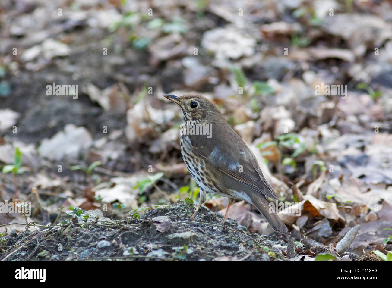 Song Thrush (Turdus philomelos). Landkreis Vechta, Visbek. Germany, Lower Saxony. Stock Photo