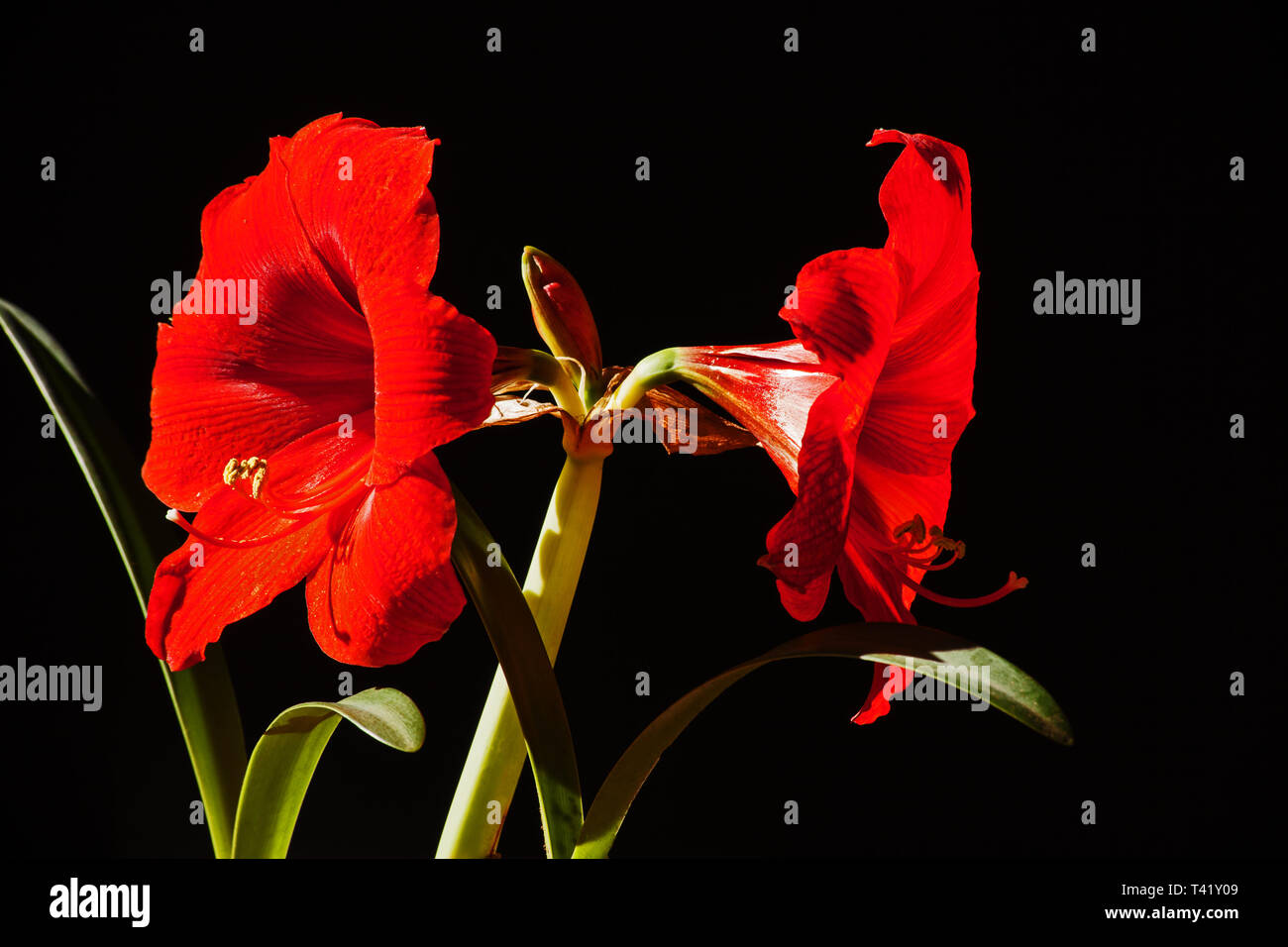 Red Amaryllis Flower on black Stock Photo