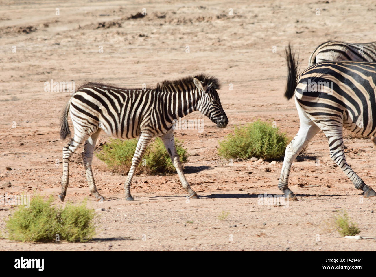 frolicking Zebra Stock Photo