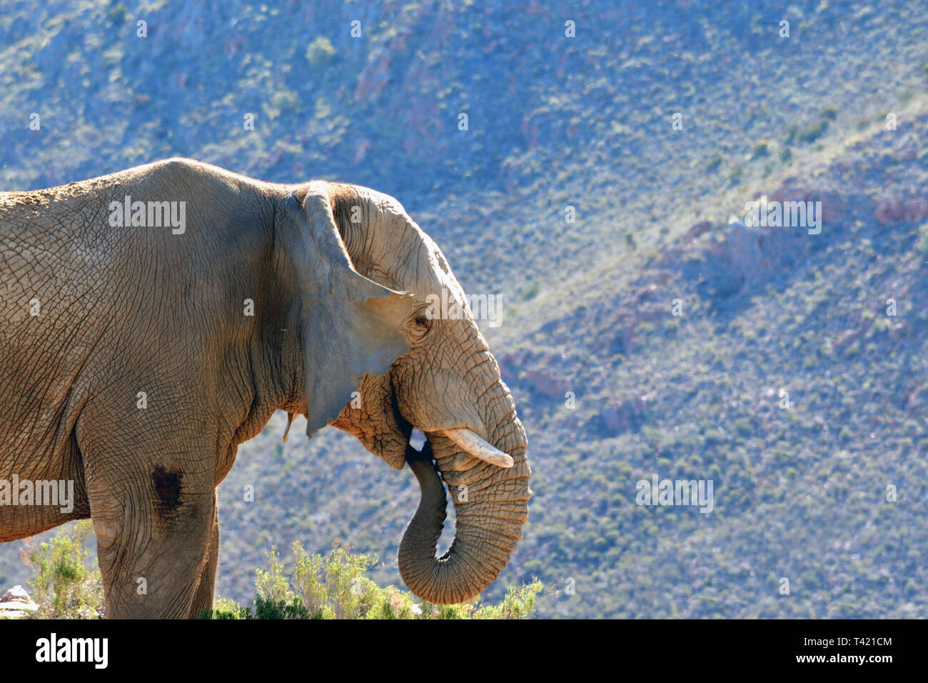 African Elephants in the wild Stock Photo