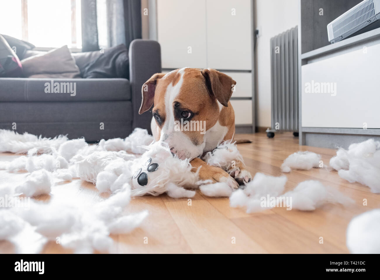 Guilty dog and a destroyed teddy bear at home. Staffordshire terrier lies among a torn fluffy