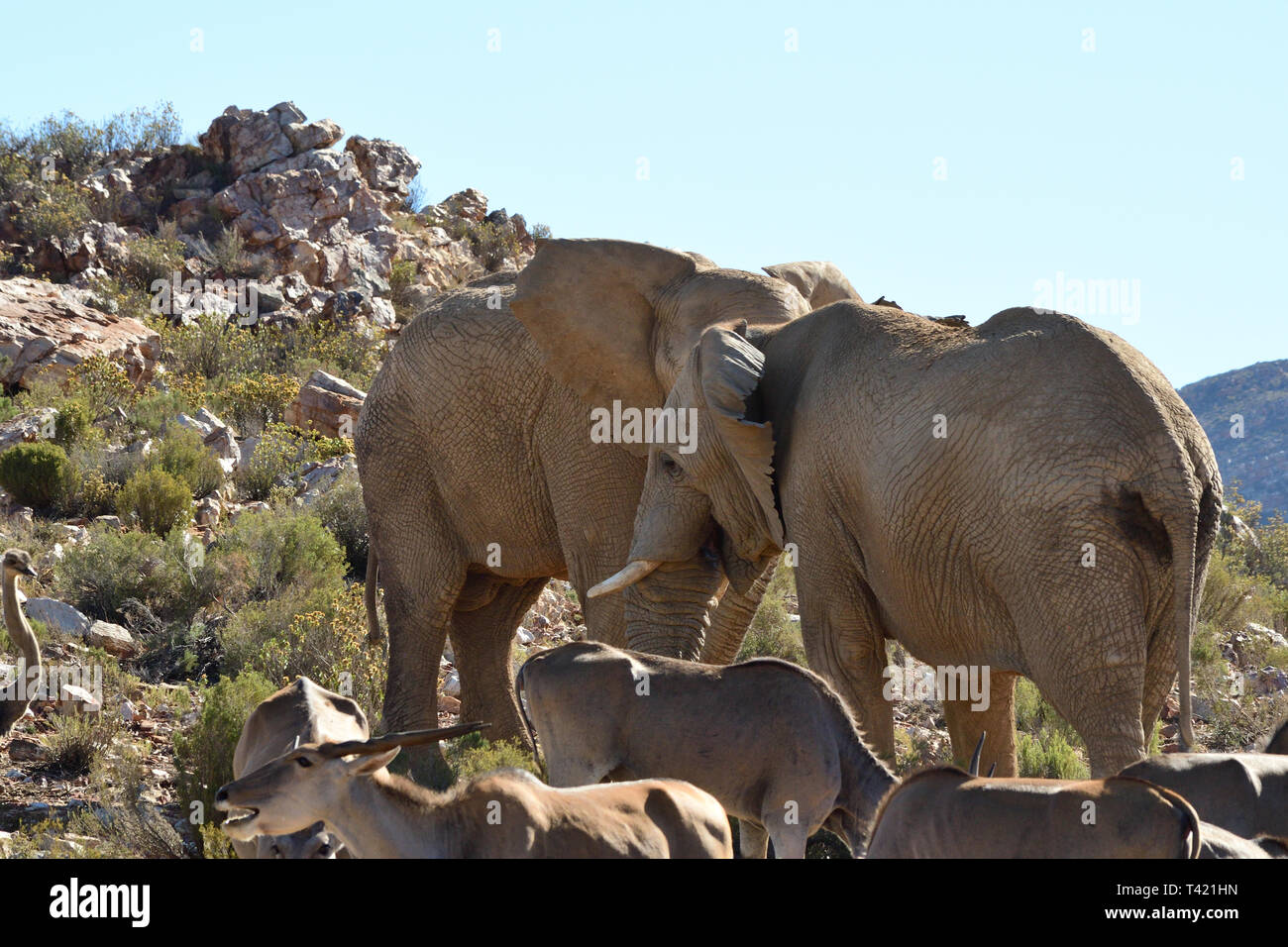 African Elephants in the wild Stock Photo