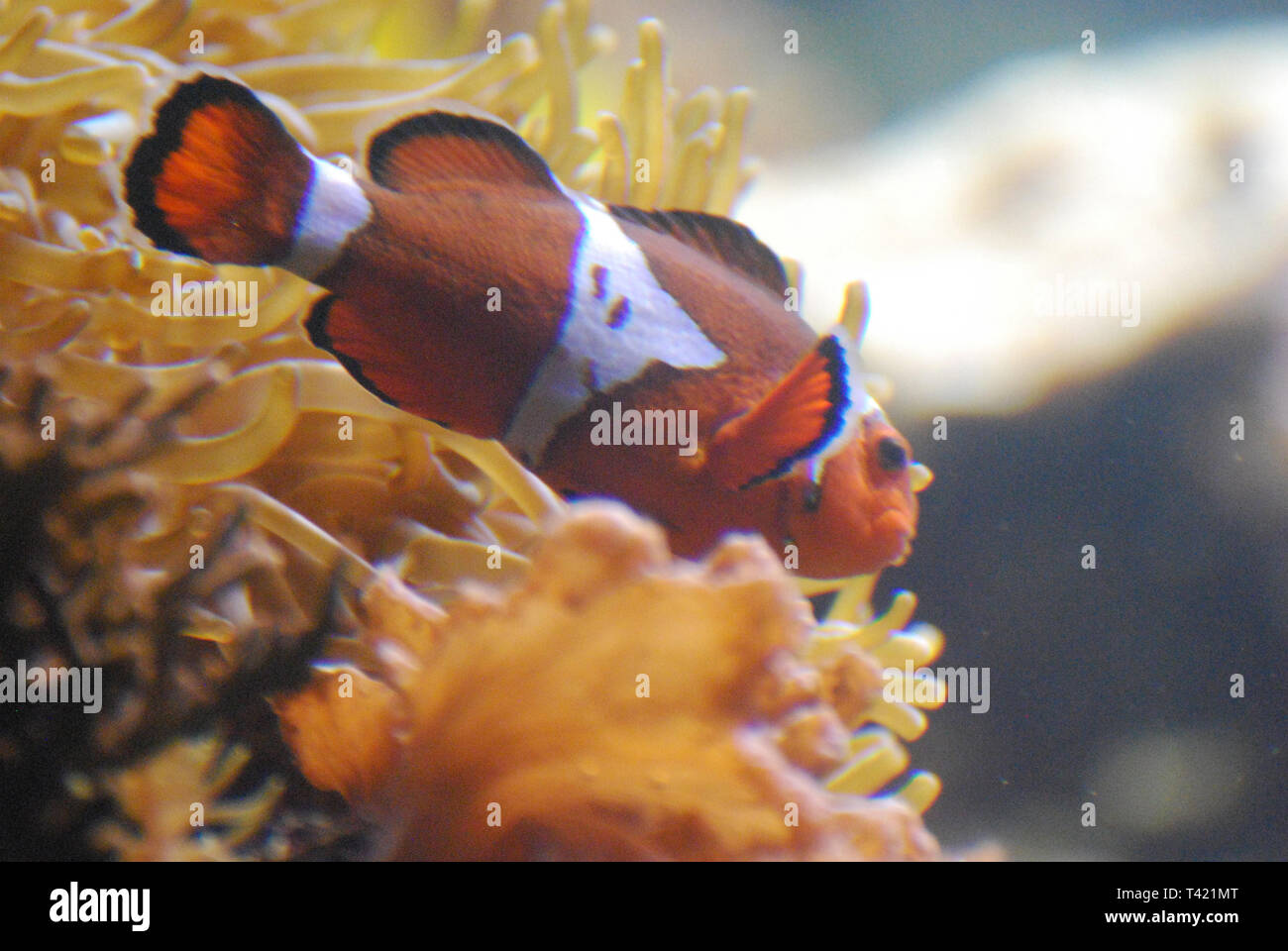 Featured image of post Steps to Make Orange And White Striped Saltwater Fish