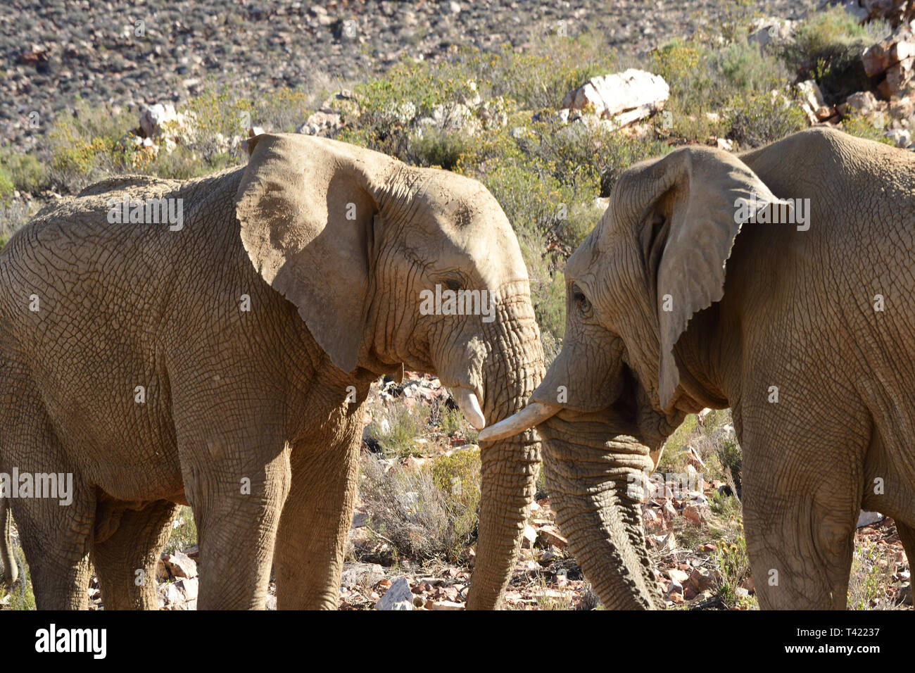 African Elephants in the wild Stock Photo