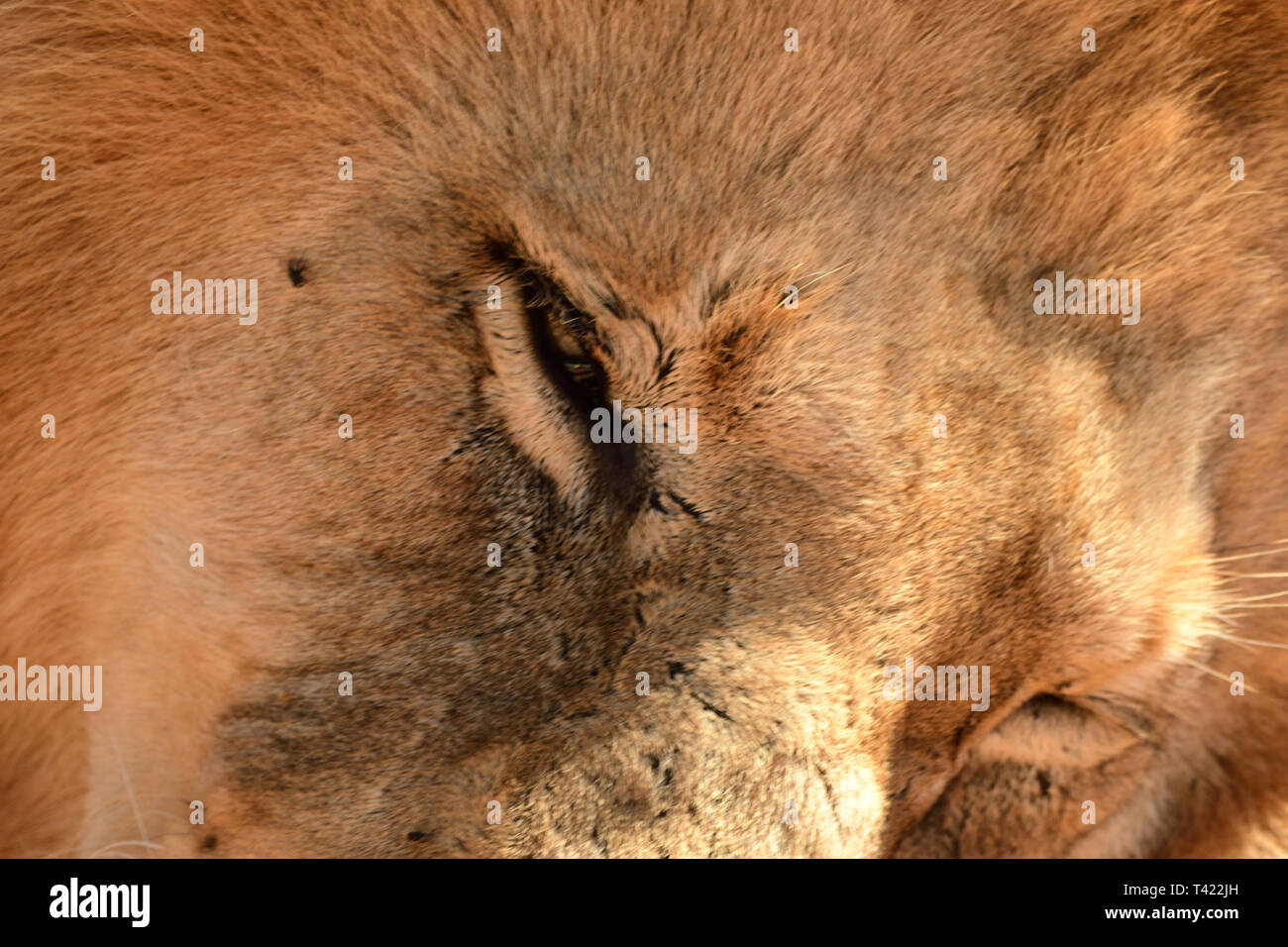 Close up of Lion's face Stock Photo